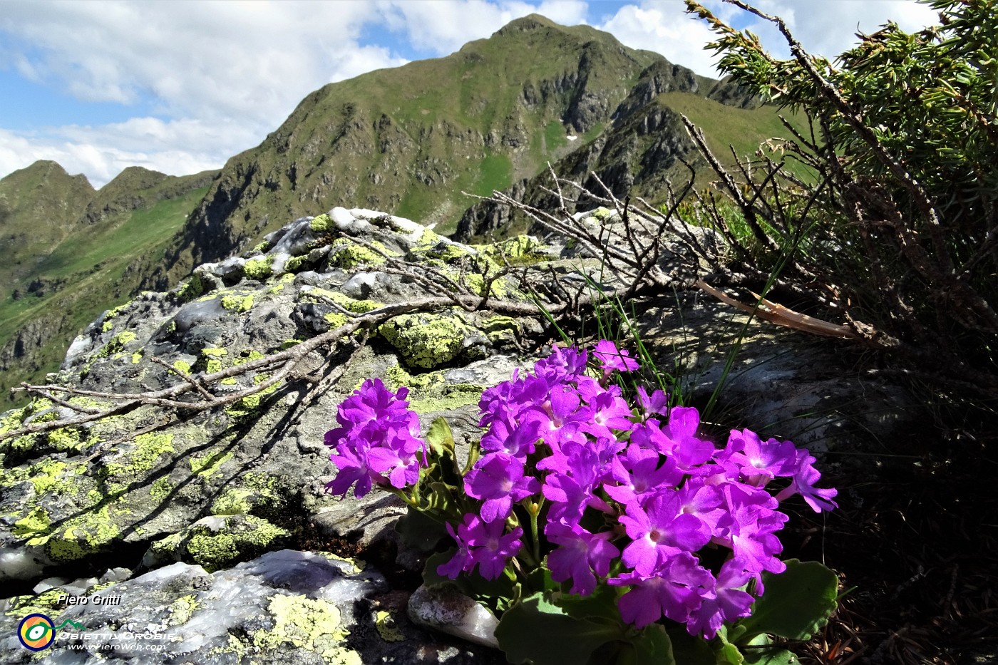 21 Numerose fioriture di Primula irsuta (Primula hirsuta) con vista in Fioraro.JPG